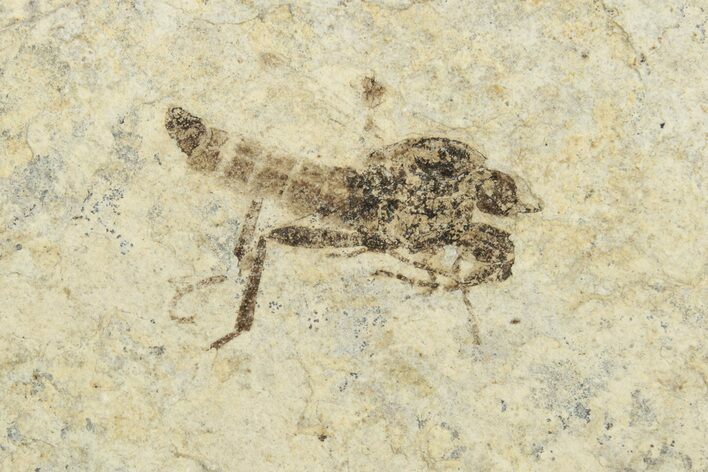 Detailed Fossil March Fly (Bibionidae) - France #254181